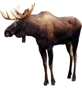 Moose, elk PNG-66253